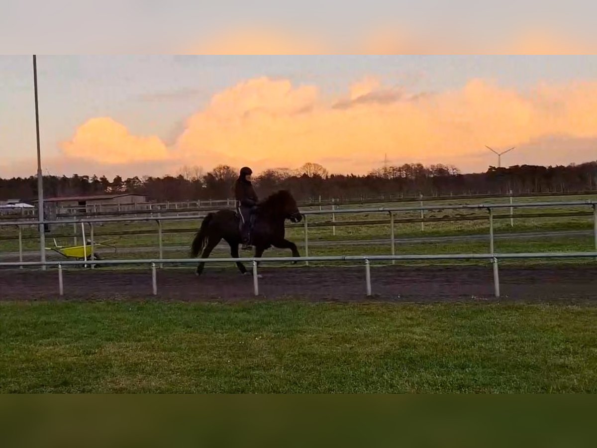 Icelandic Horse Mare 7 years 13,2 hh Black in Soltau