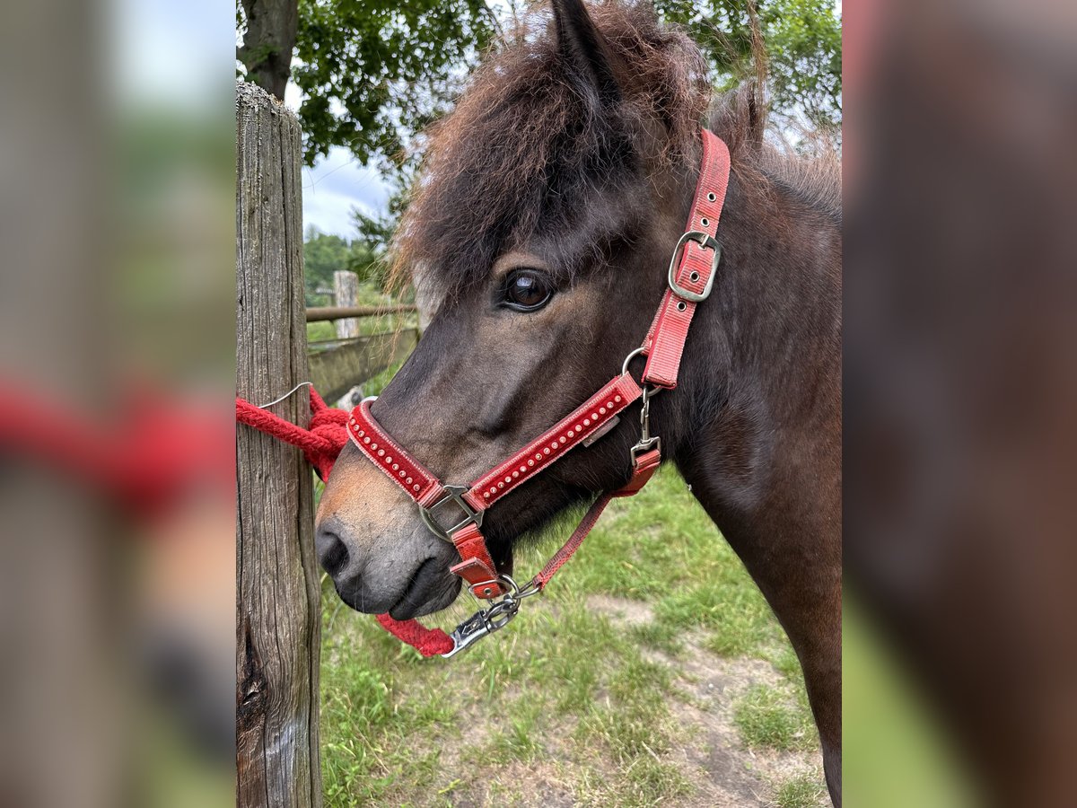 Icelandic Horse Mare 7 years 13,2 hh Brown in Rheinsberg OT