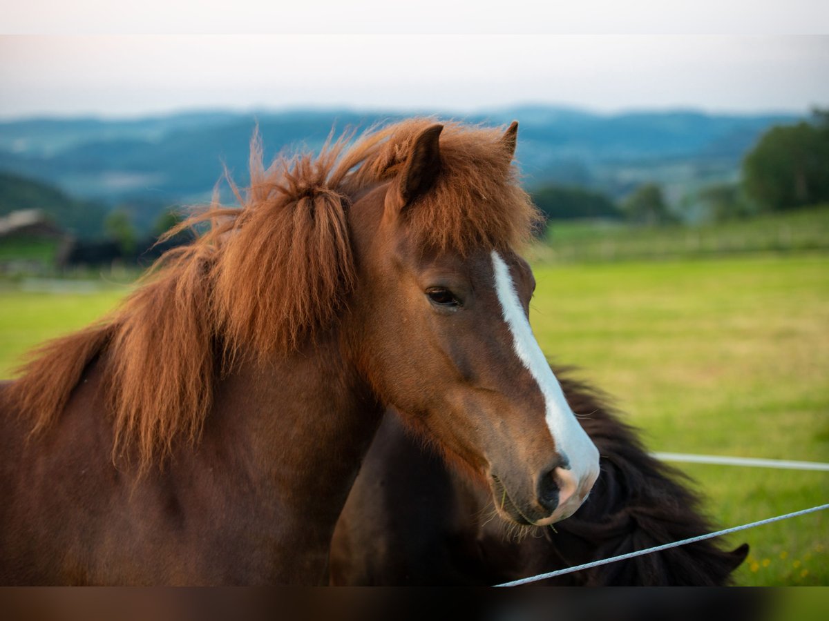 Icelandic Horse Mare 7 years 13,2 hh Chestnut in Bestwig