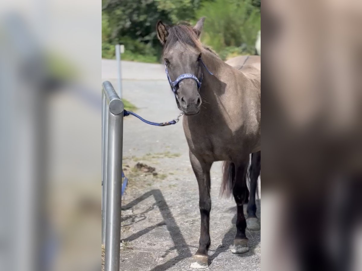 Icelandic Horse Mare 7 years 13,2 hh Grullo in Hückeswagen