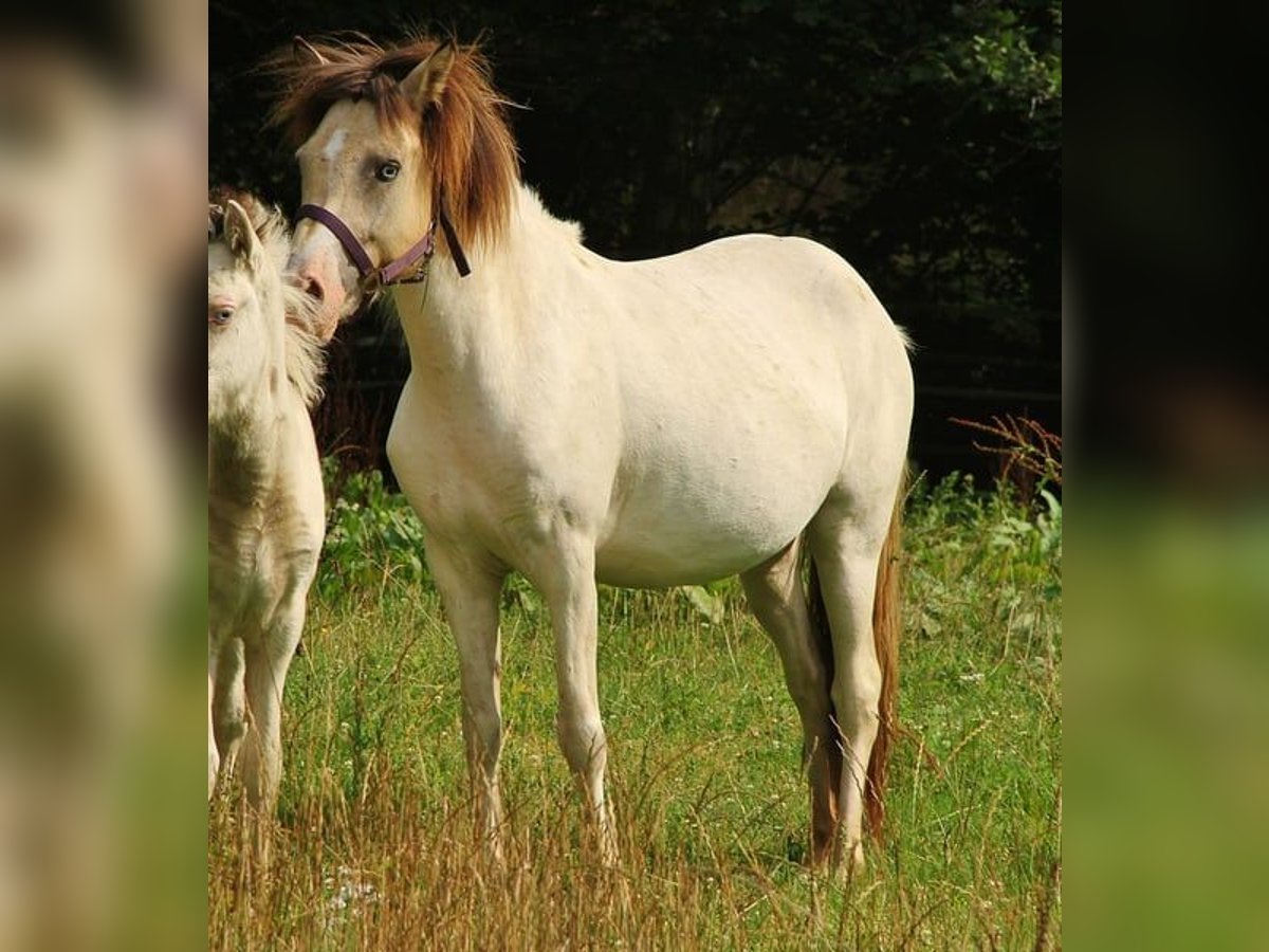 Icelandic Horse Mare 7 years 13,2 hh Pinto in Saarland