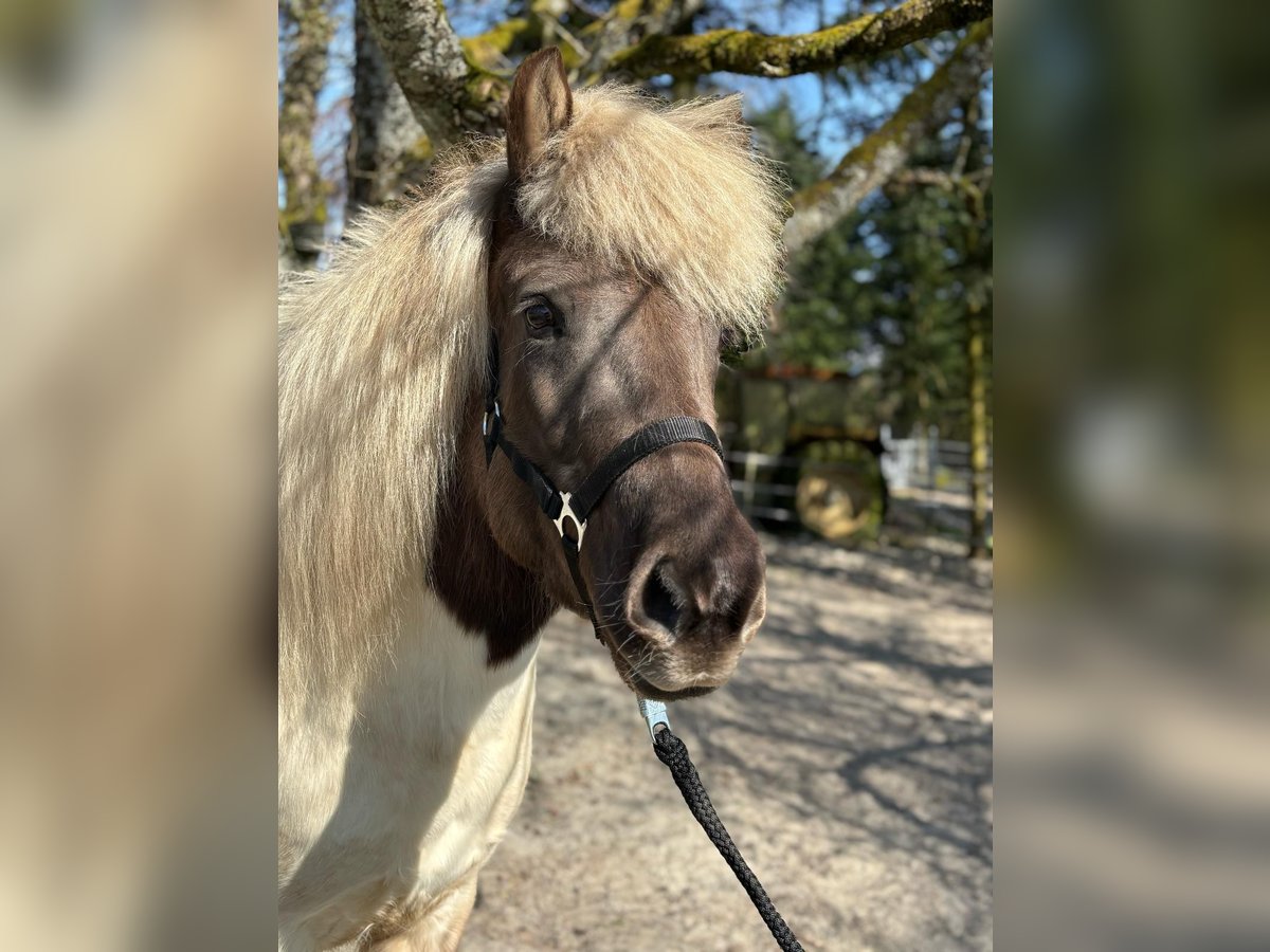 Icelandic Horse Mare 7 years 13,2 hh Pinto in Rosenberg