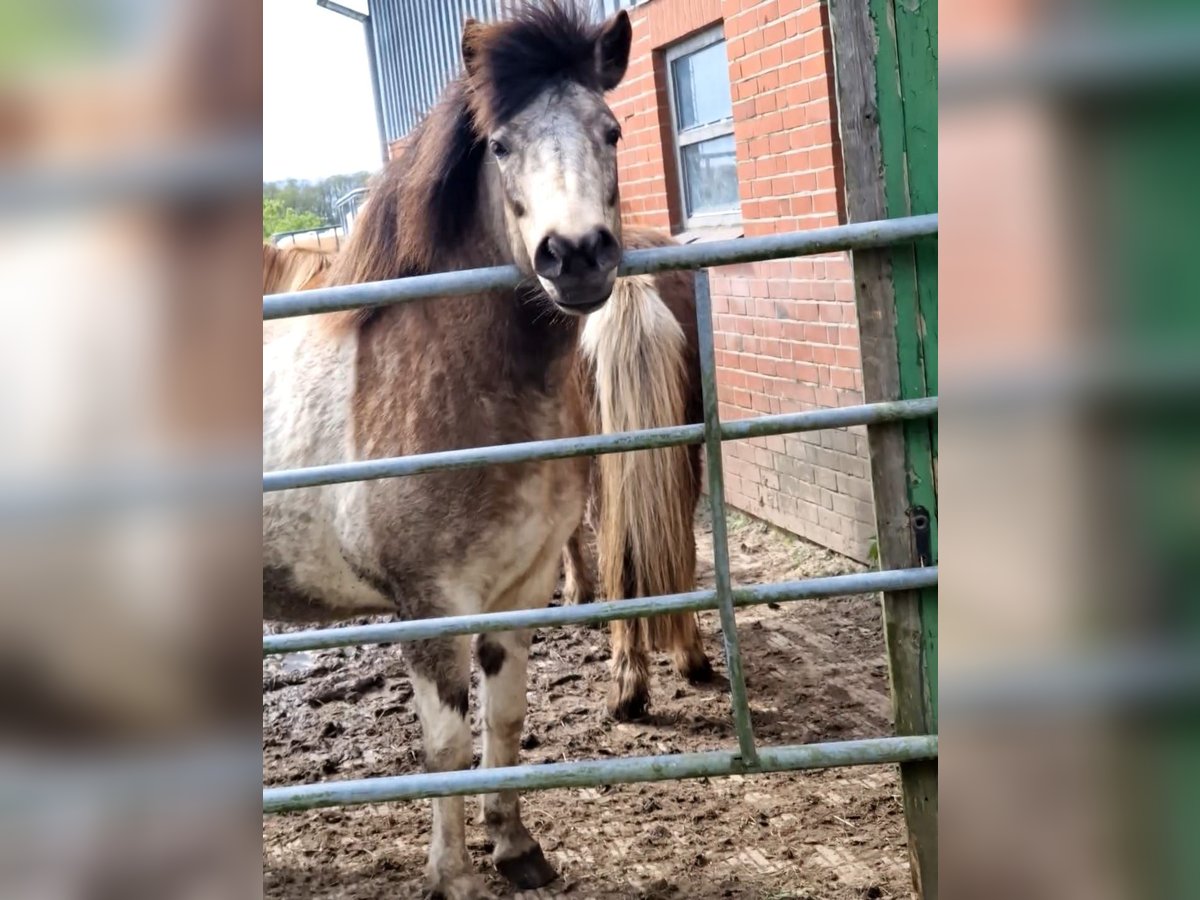 Icelandic Horse Mare 7 years 13,2 hh Tobiano-all-colors in Blunk