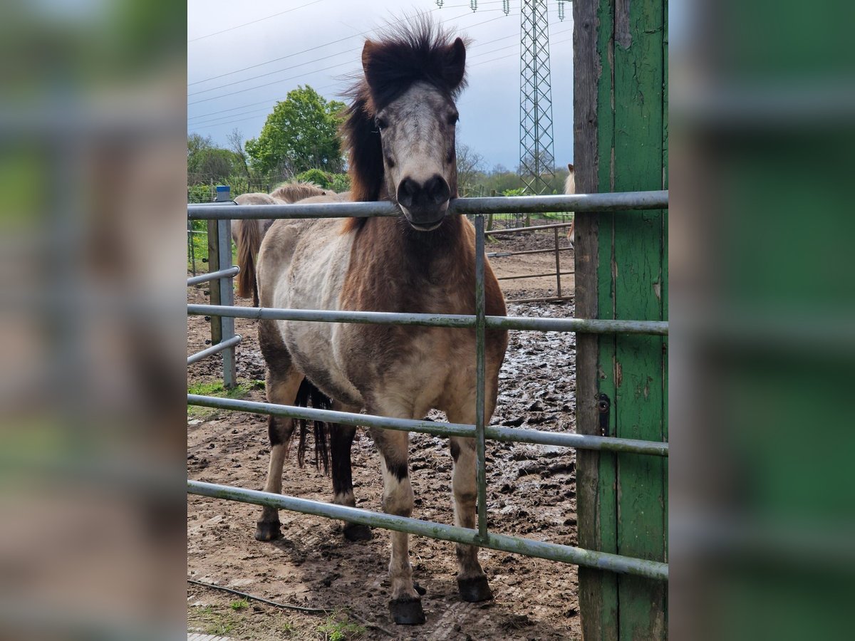 Icelandic Horse Mare 7 years 13,2 hh Tobiano-all-colors in Blunk