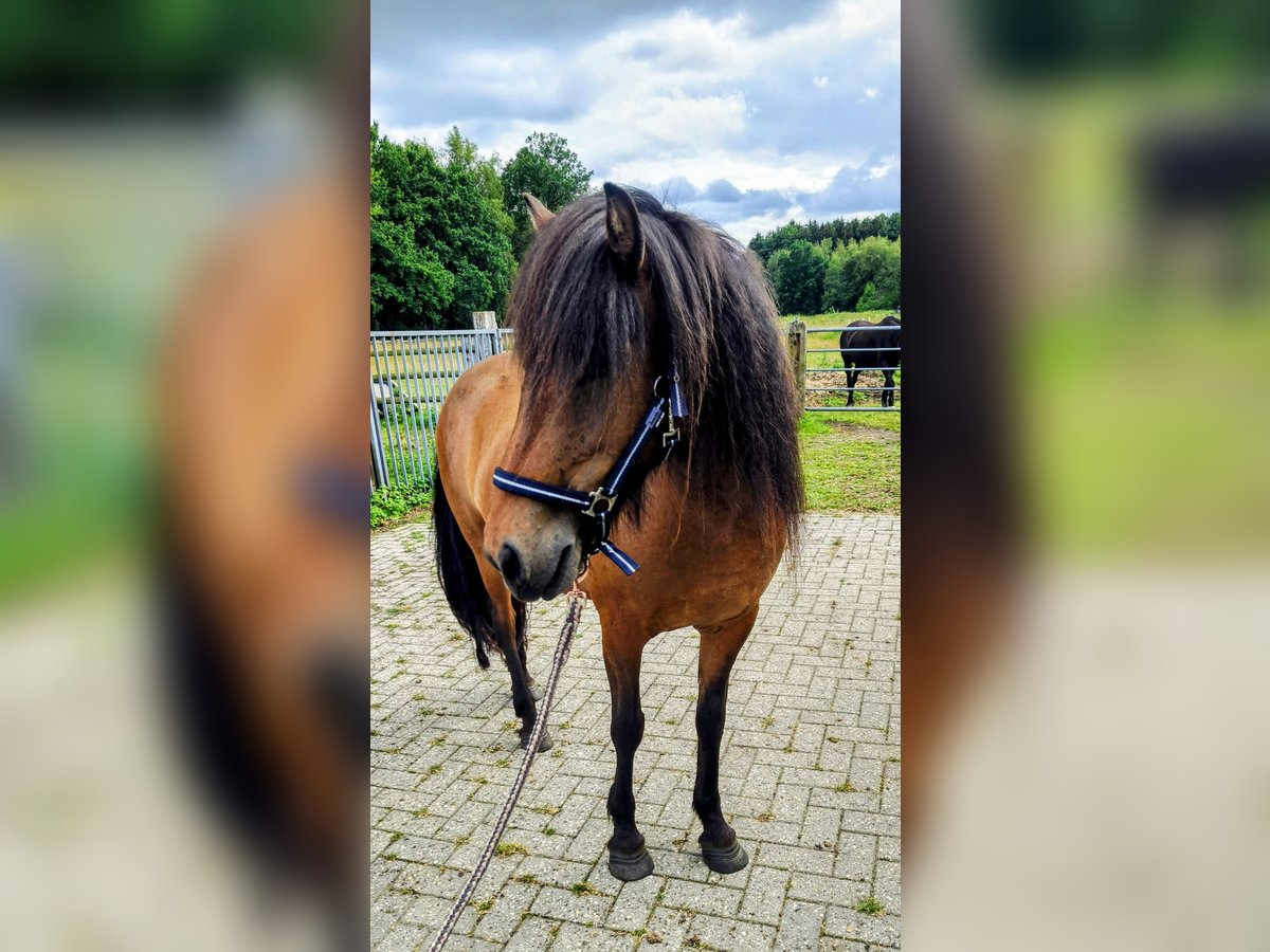 Icelandic Horse Mare 7 years 13,3 hh Bay-Dark in Hermannsburg