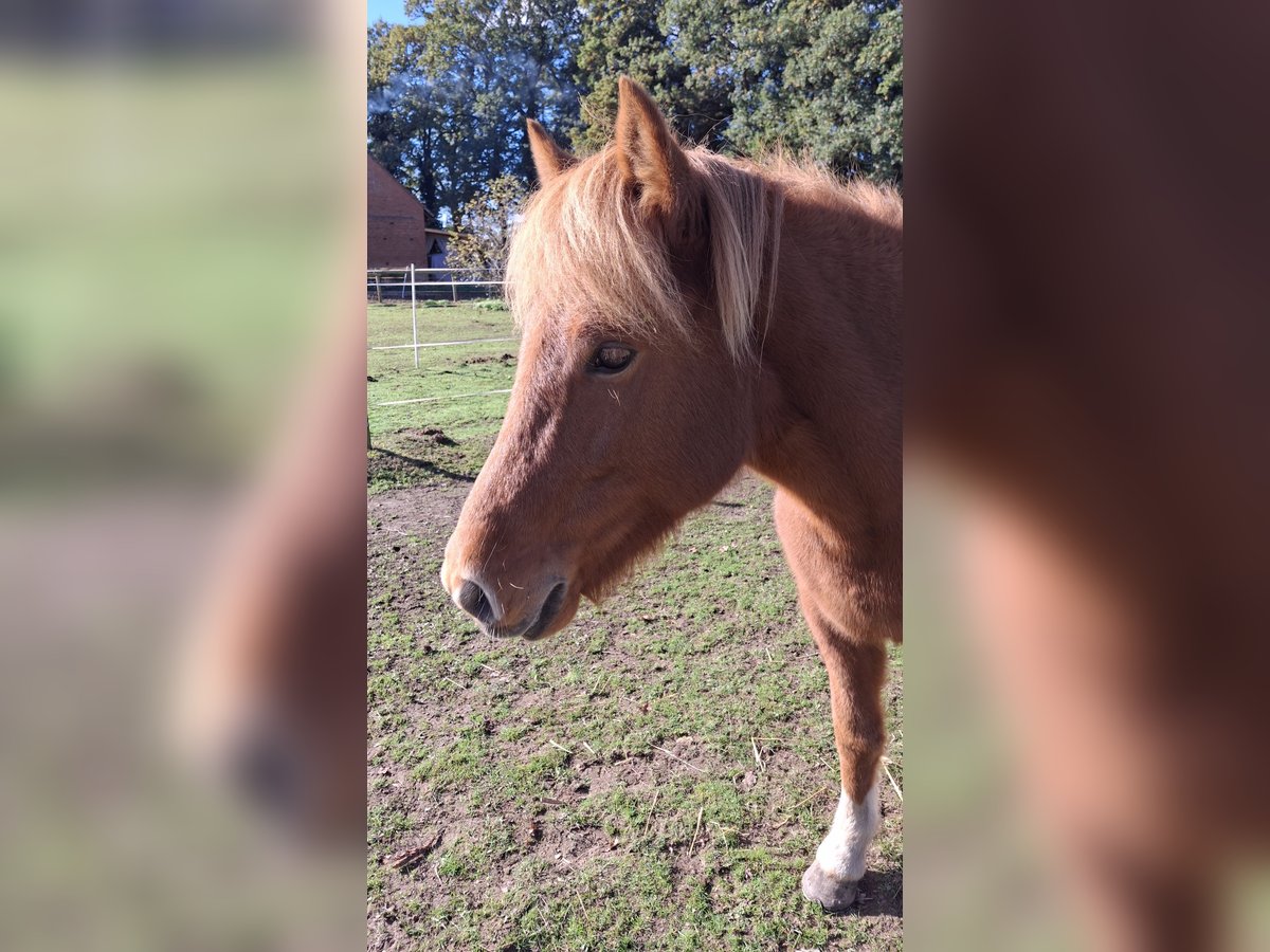 Icelandic Horse Mare 7 years 13,1 hh Brown in Petershagen