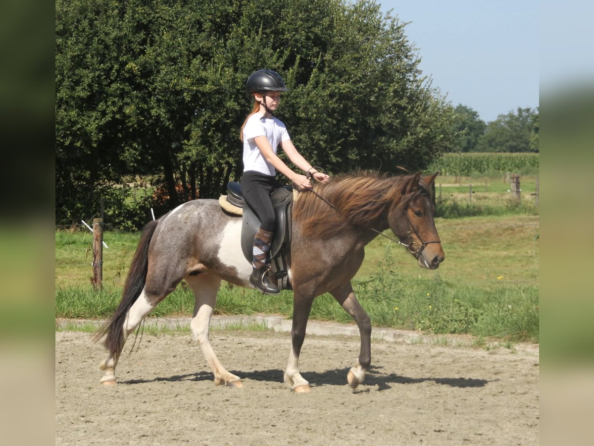 Icelandic Horse Mare 7 years 13,2 hh Pinto in S&#xFC;dlohn