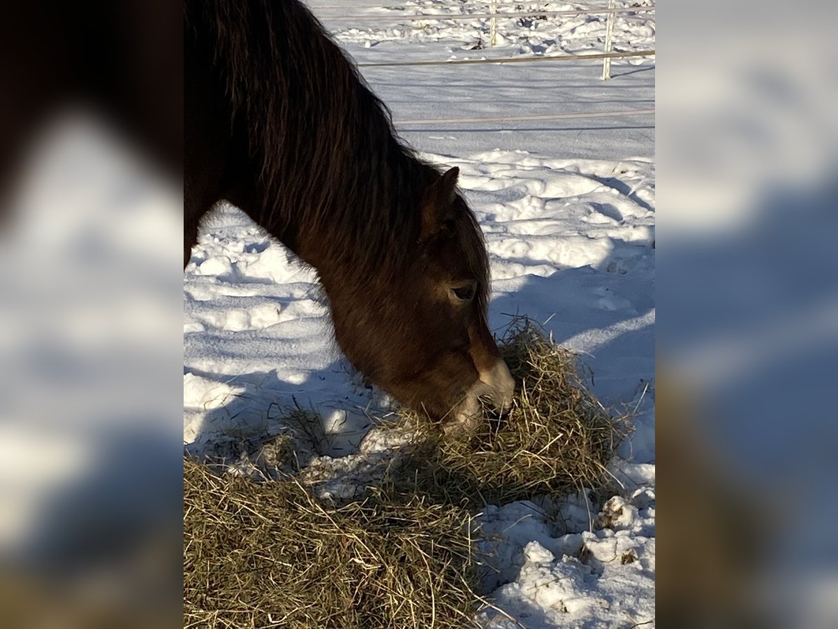 Icelandic Horse Mix Mare 8 years 13,1 hh Brown in Aalen