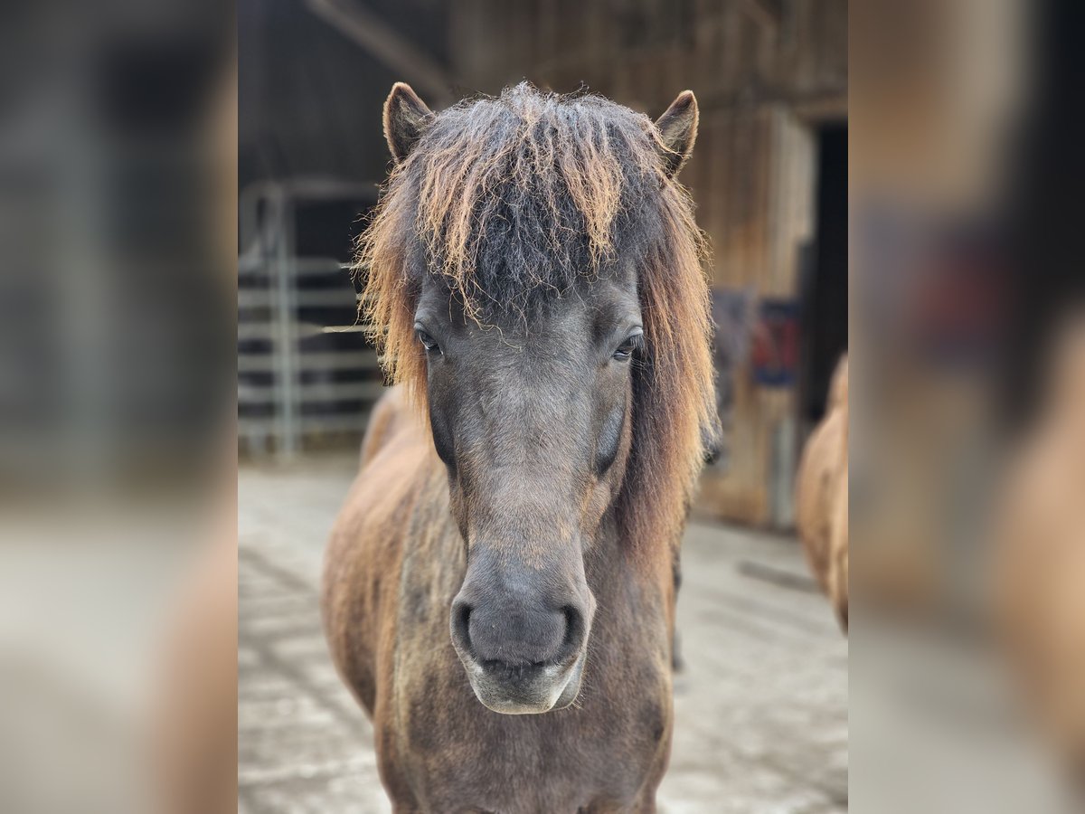 Icelandic Horse Mare 8 years 13,2 hh Black in Erlenbach im Simmental