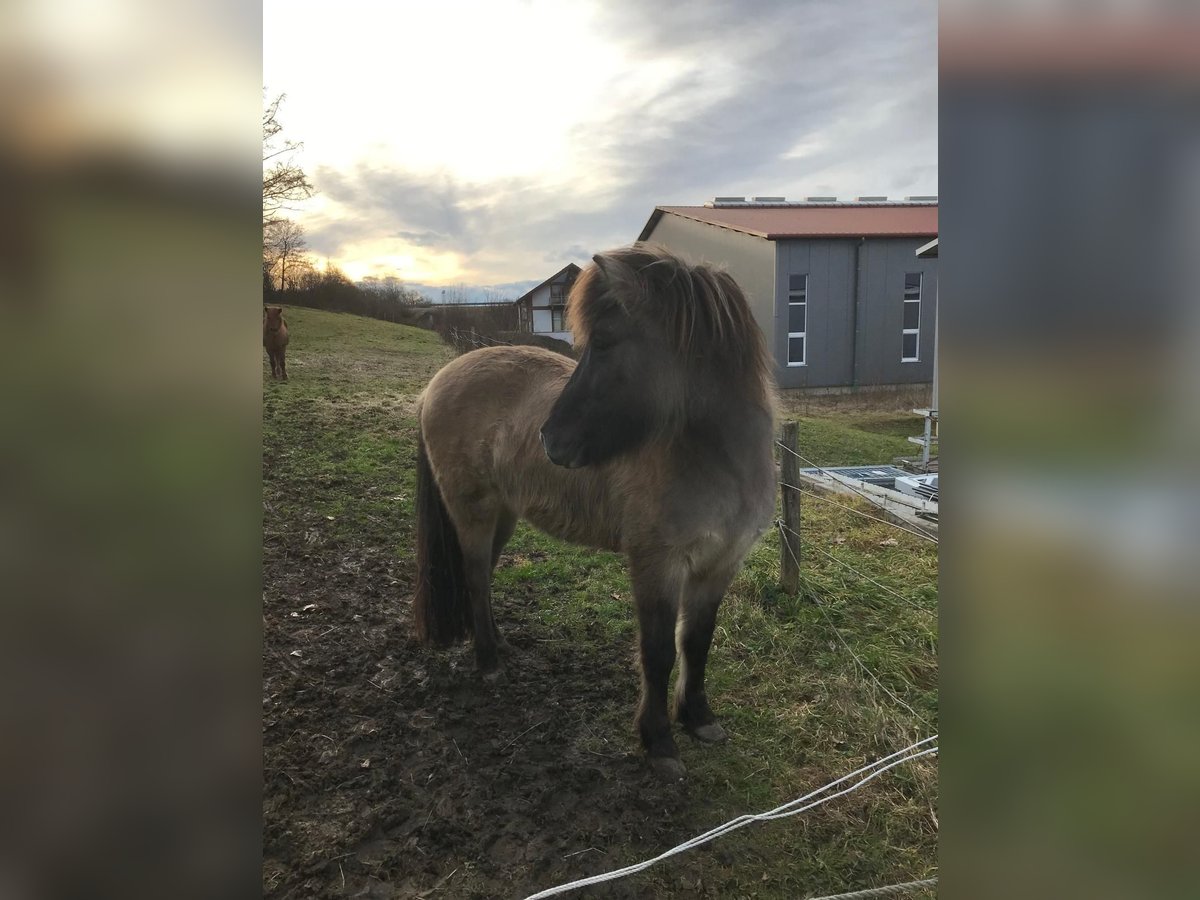 Icelandic Horse Mare 8 years 13,2 hh Dun in Hochdorf