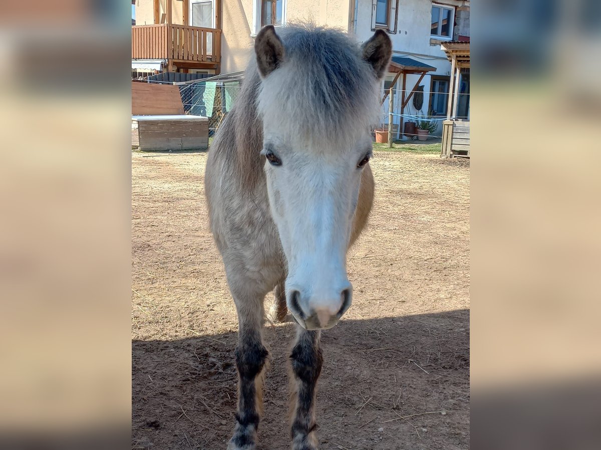 Icelandic Horse Mare 8 years 13,2 hh Gray in Stockach