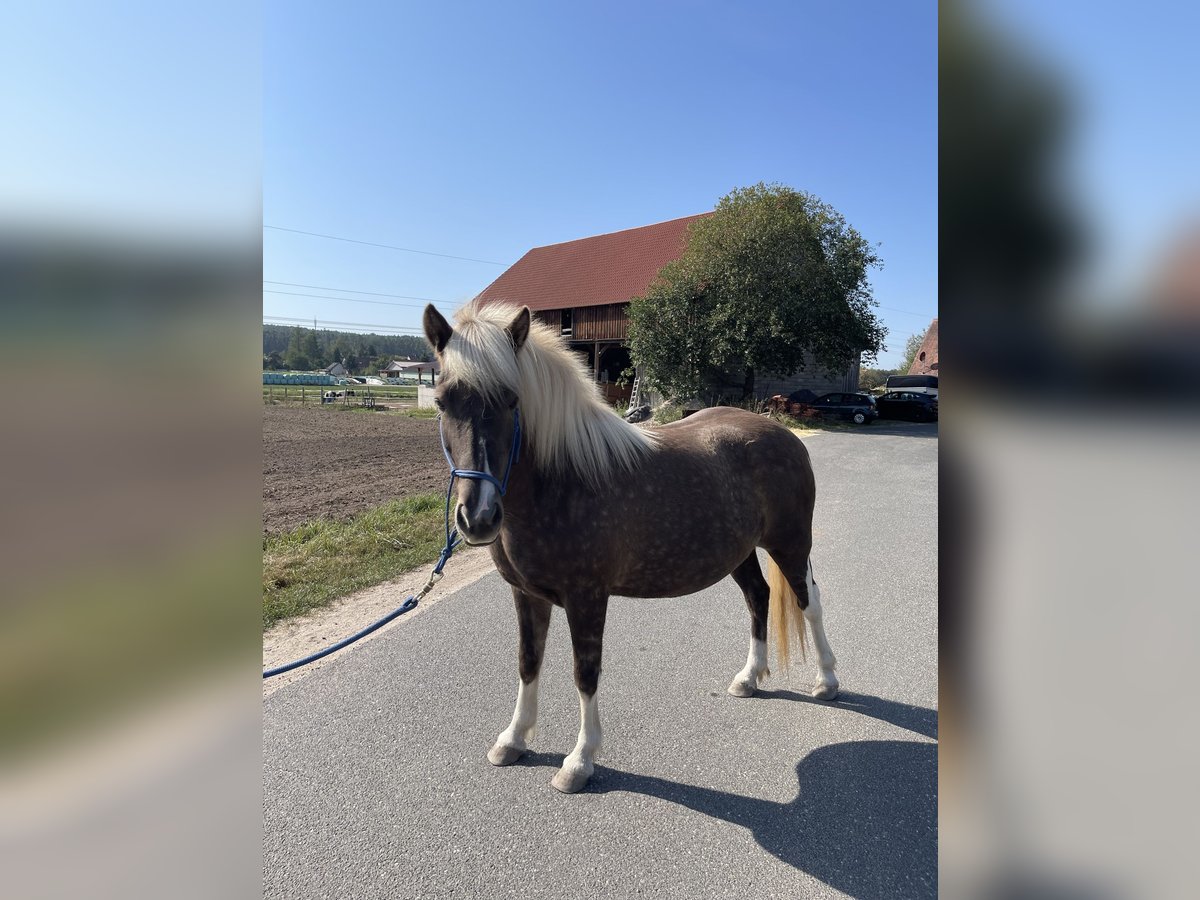 Icelandic Horse Mare 8 years 13,2 hh Pinto in Allersberg