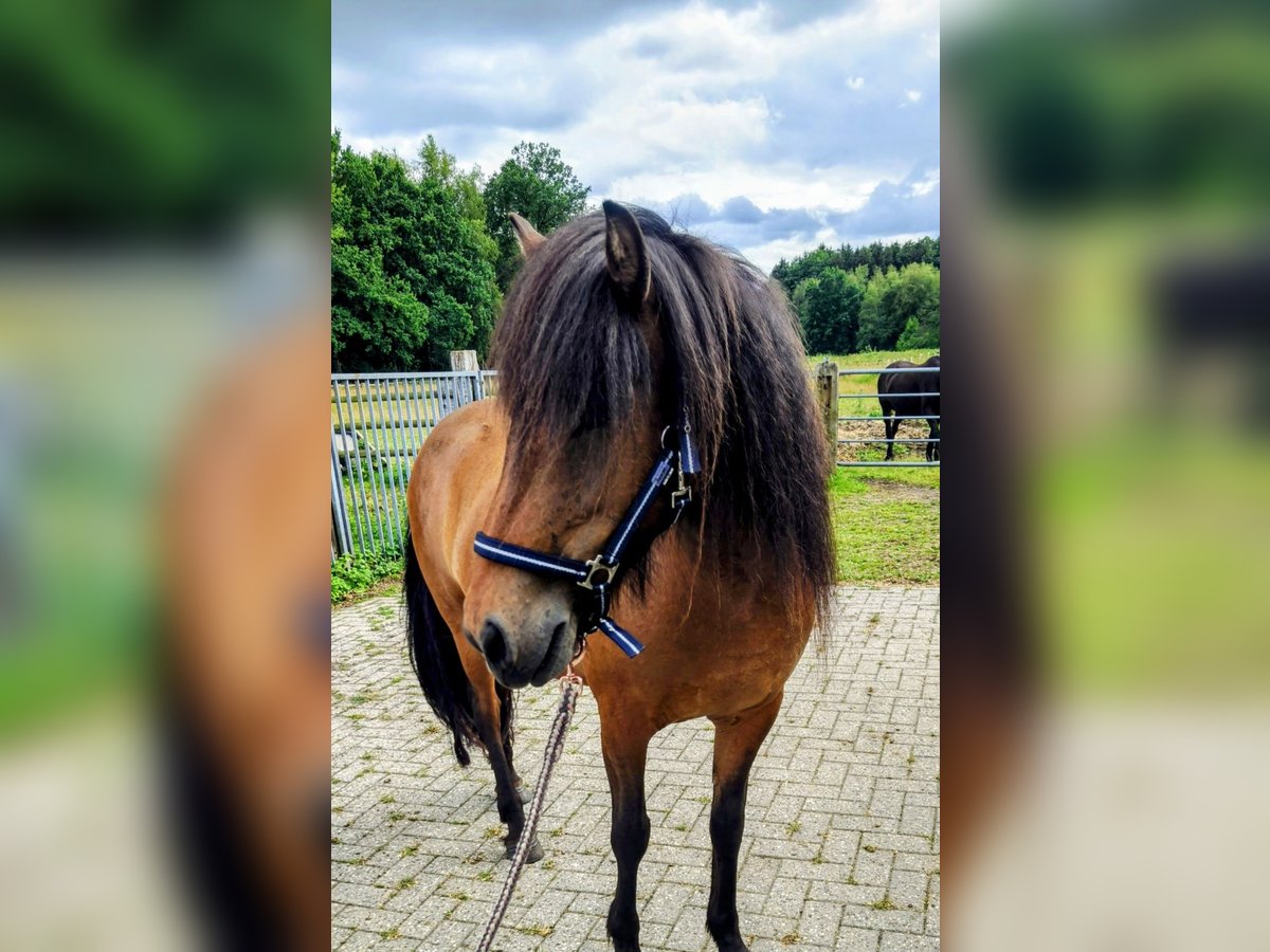 Icelandic Horse Mare 8 years 13,3 hh Brown in Hermannsburg