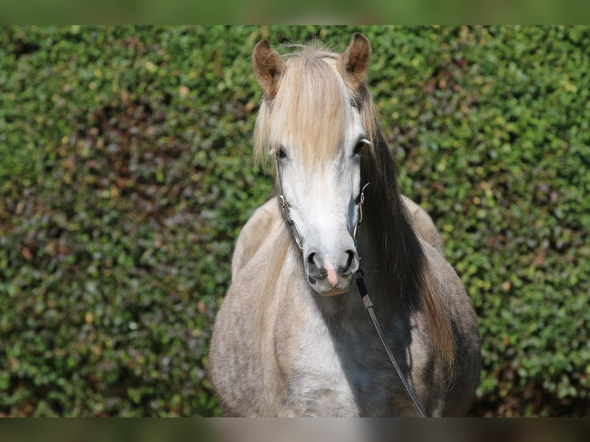 Icelandic Horse Mare 8 years 13,3 hh Grey-Dapple in Dohm-Lammersdorf