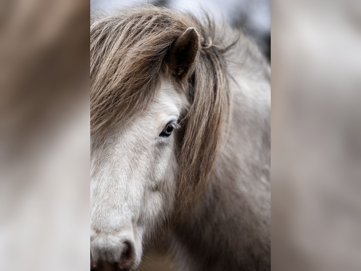 Icelandic Horse Mare 8 years 13 hh Gray in Blåvand