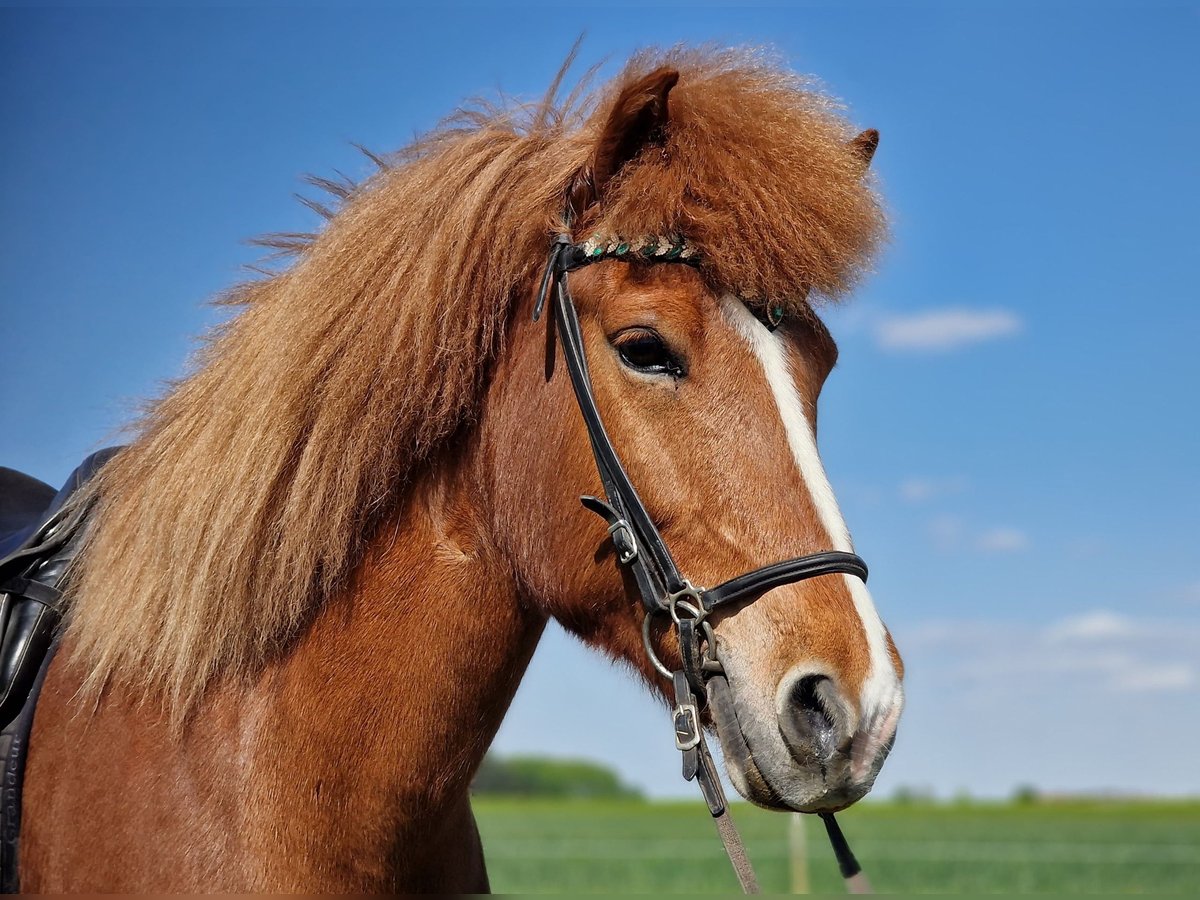 Icelandic Horse Mare 8 years 13,3 hh Chestnut in Rothenburg