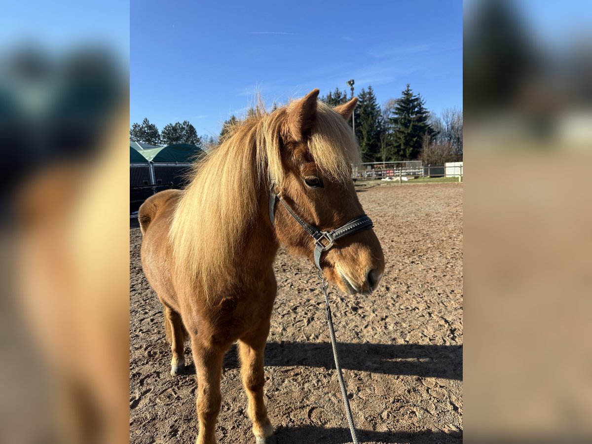 Icelandic Horse Mare 8 years 14 hh Chestnut-Red in Fronreute