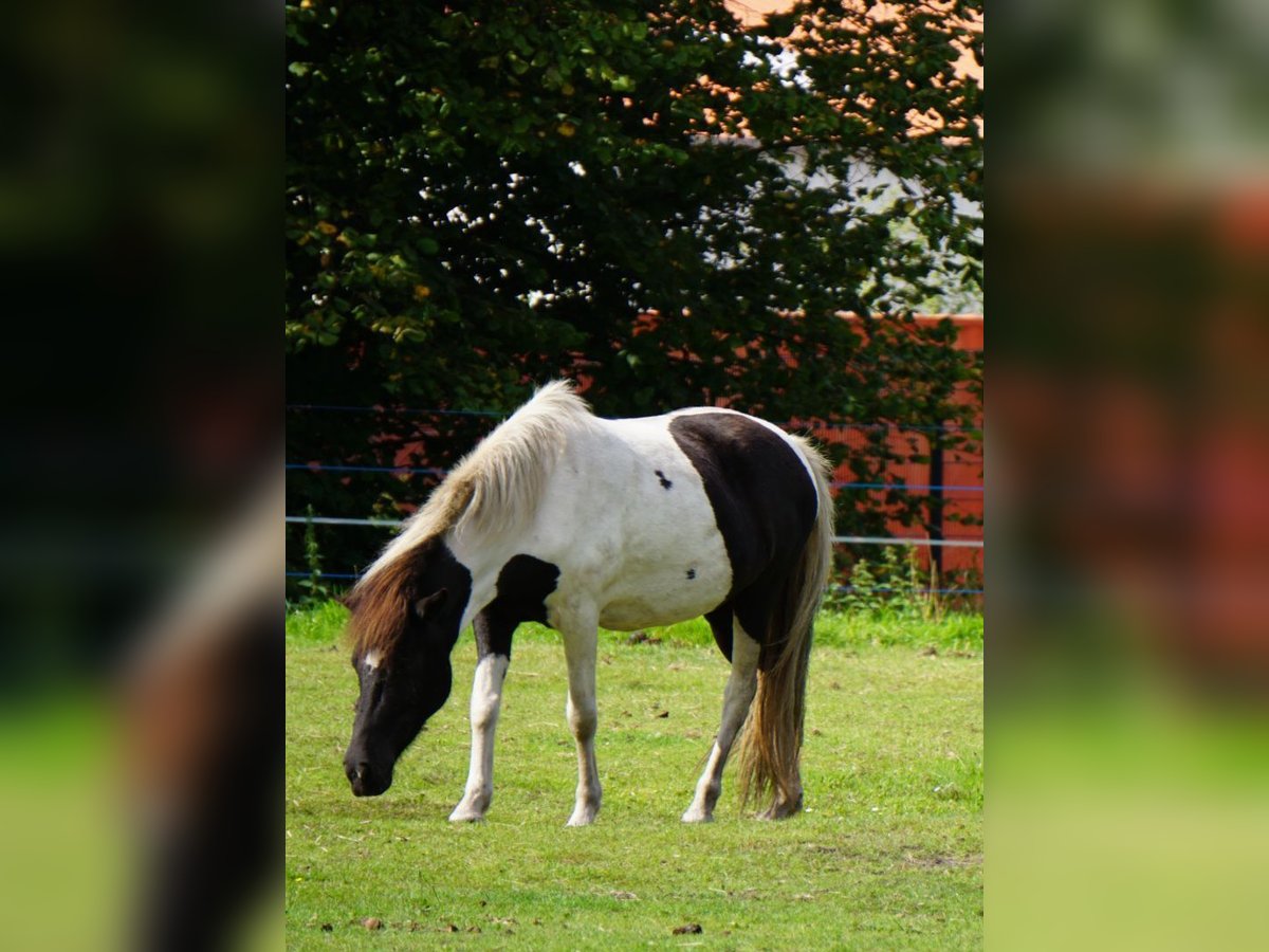 Icelandic Horse Mare 8 years 14 hh Pinto in Weener