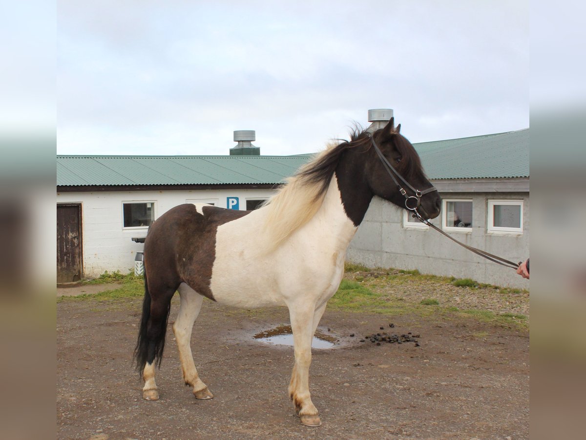 Icelandic Horse Mare 8 years 14 hh Tobiano-all-colors in Fljótum