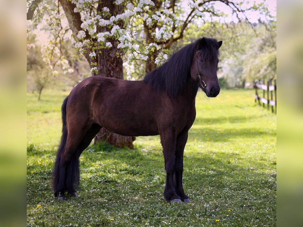 Icelandic Horse Mare 8 years 14,1 hh Black in B&#xFC;ren