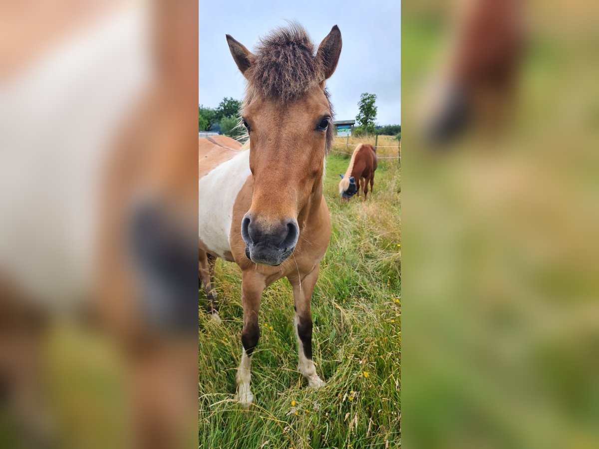 Icelandic Horse Mare 8 years 14,1 hh Pinto in Zerf