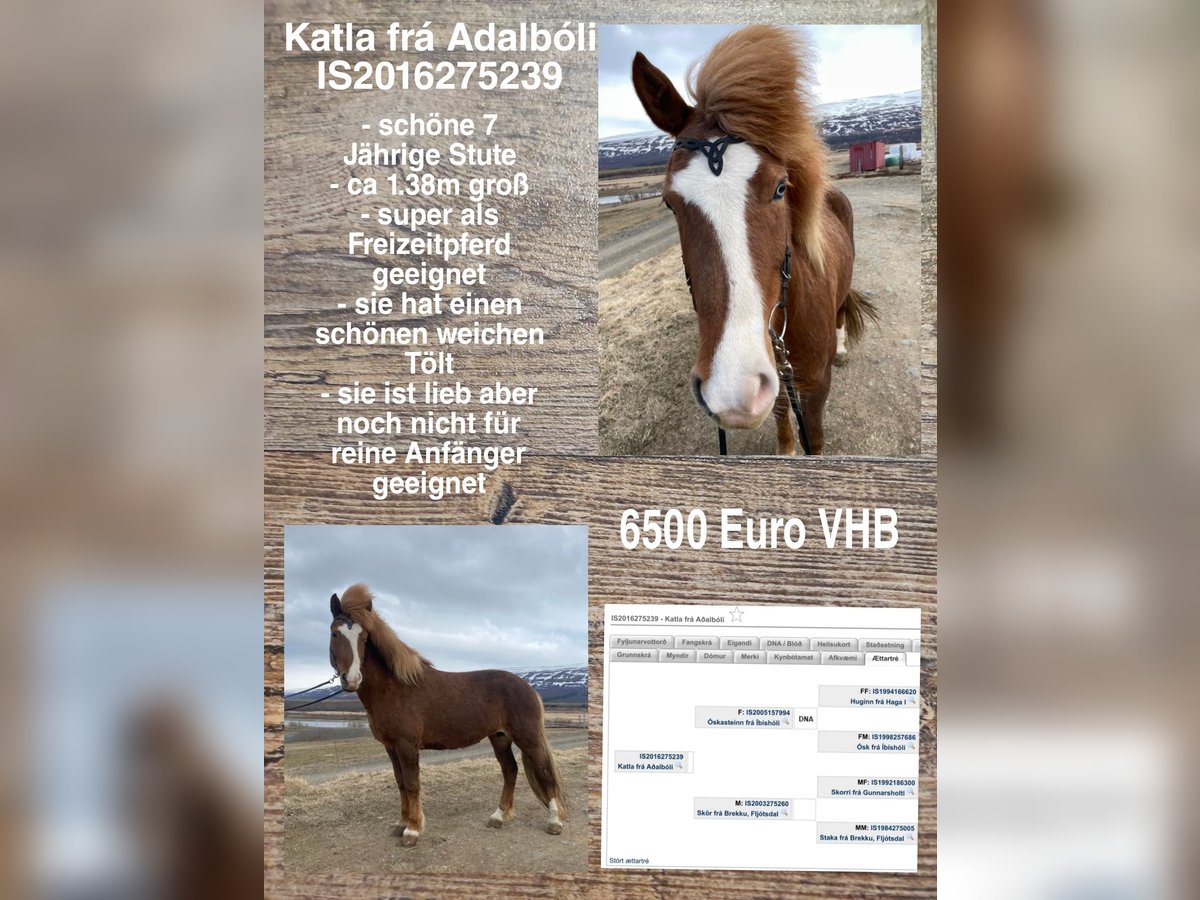 Icelandic Horse Mare 8 years in Reykjavik