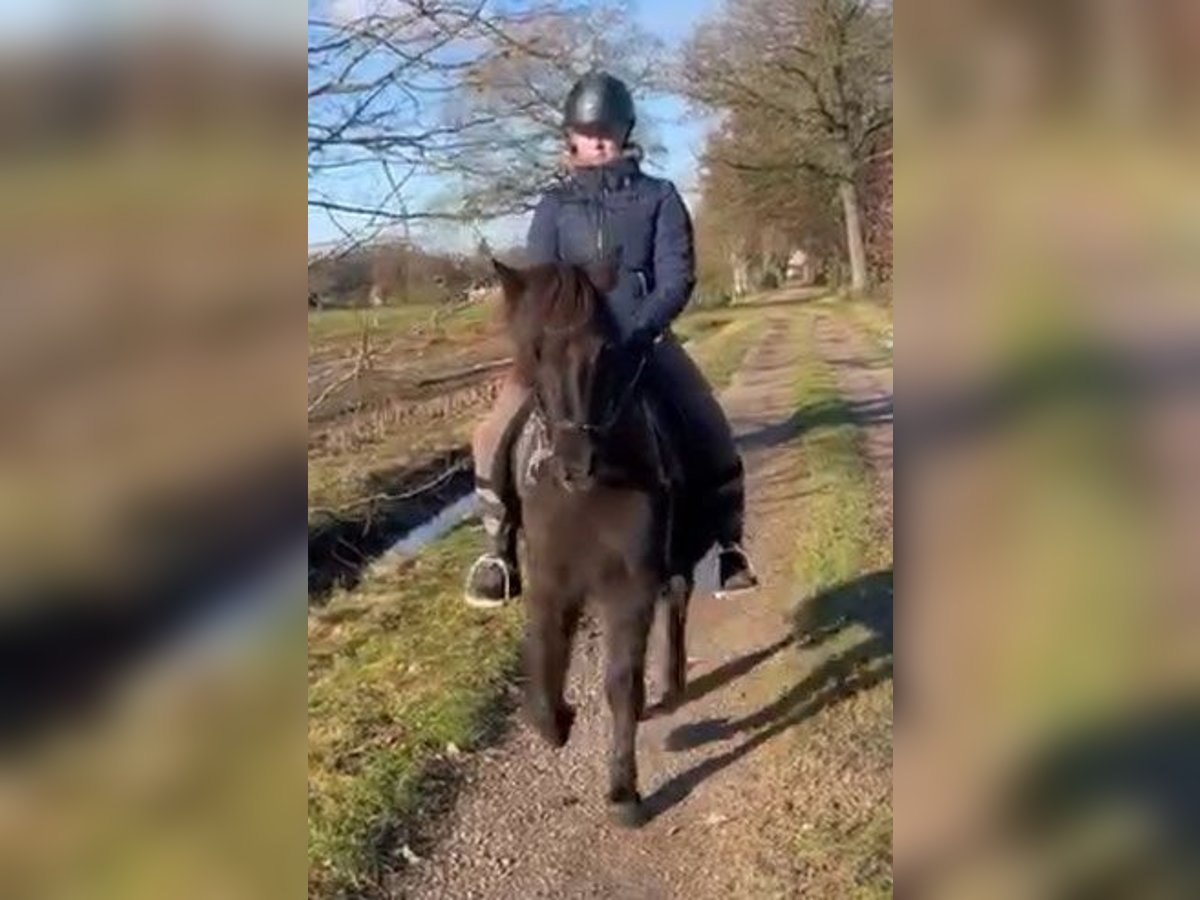 Icelandic Horse Mare 9 years 13,1 hh Black in Südlohn