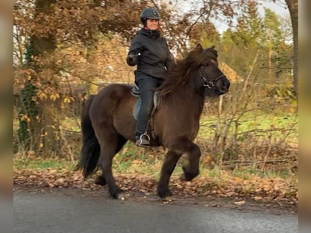 Icelandic Horse Mare 9 years 13,1 hh Black in Schneverdingen