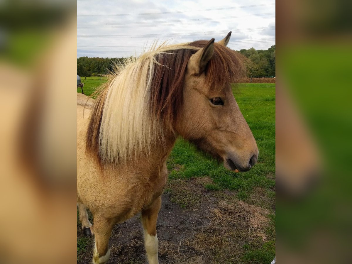 Icelandic Horse Mare 9 years 13,1 hh Pinto in Nottuln