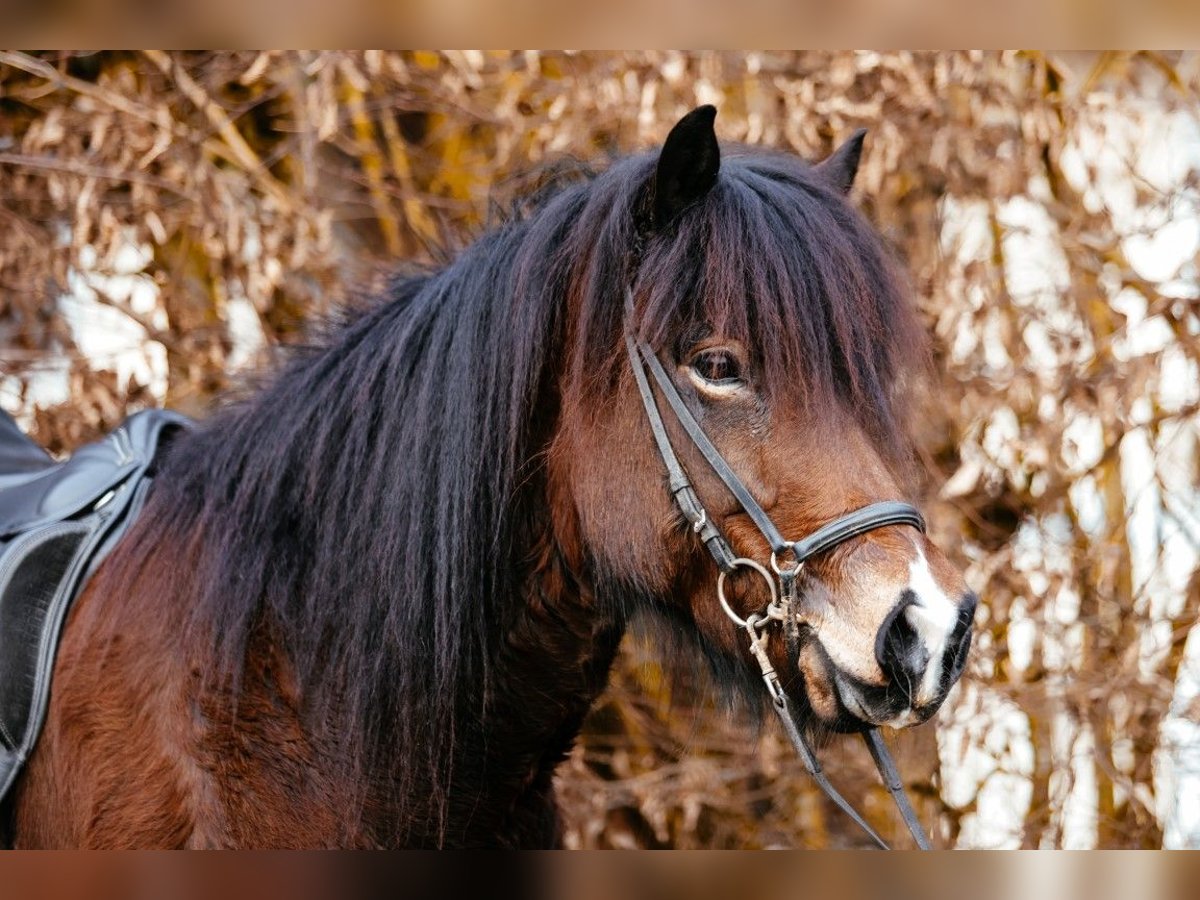 Icelandic Horse Mare 9 years 13,3 hh Brown in Taufkirchen an der Trattnach