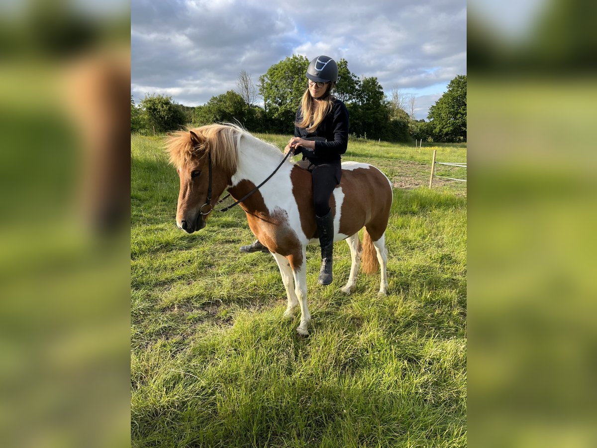 Icelandic Horse Mare 9 years 13,3 hh Pinto in Somerset