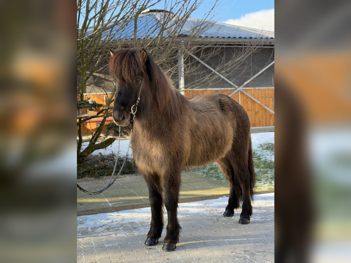 Icelandic Horse Mare 9 years 14,2 hh Dun in Lochen am See