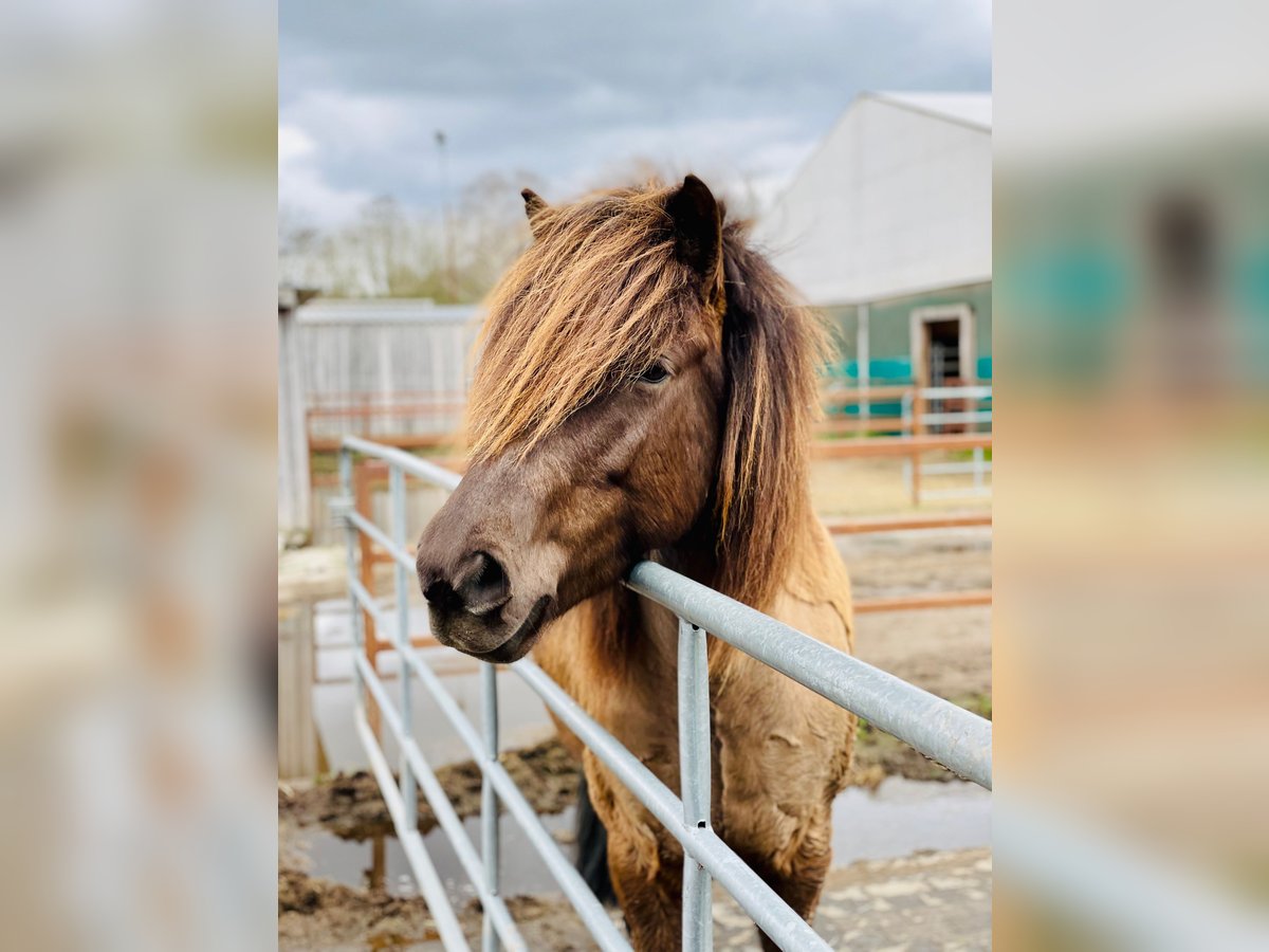 Icelandic Horse Mare 9 years 14 hh Bay-Dark in Teltow