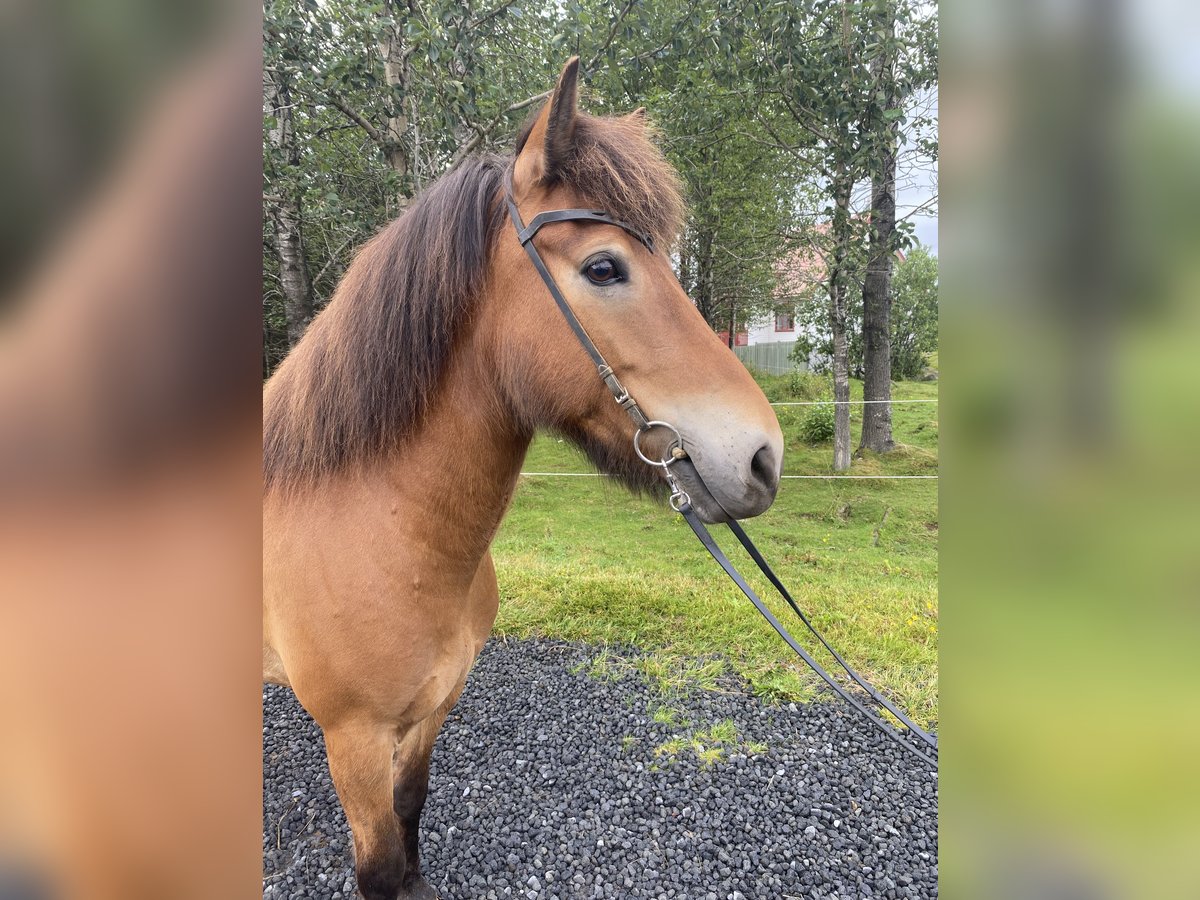 Icelandic Horse Mare 9 years 14 hh Brown in Hellu