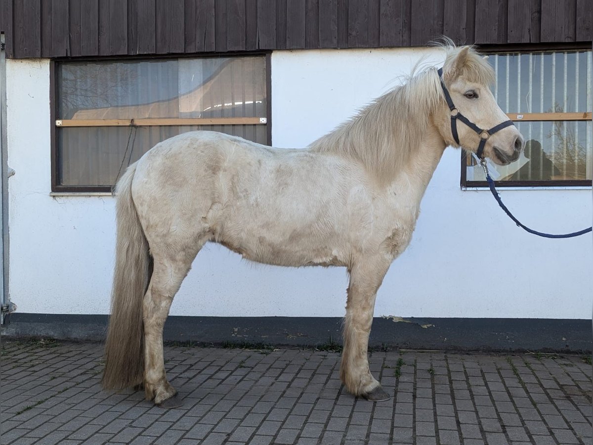 Icelandic Horse Mare 9 years 14 hh Palomino in Soltau
