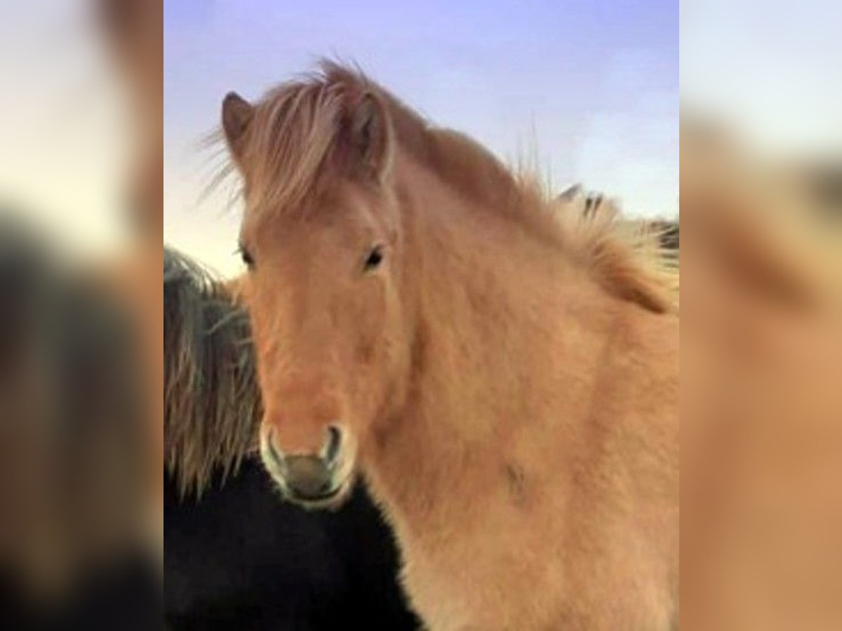 Icelandic Horse Mare 9 years Dun in Süd-Island