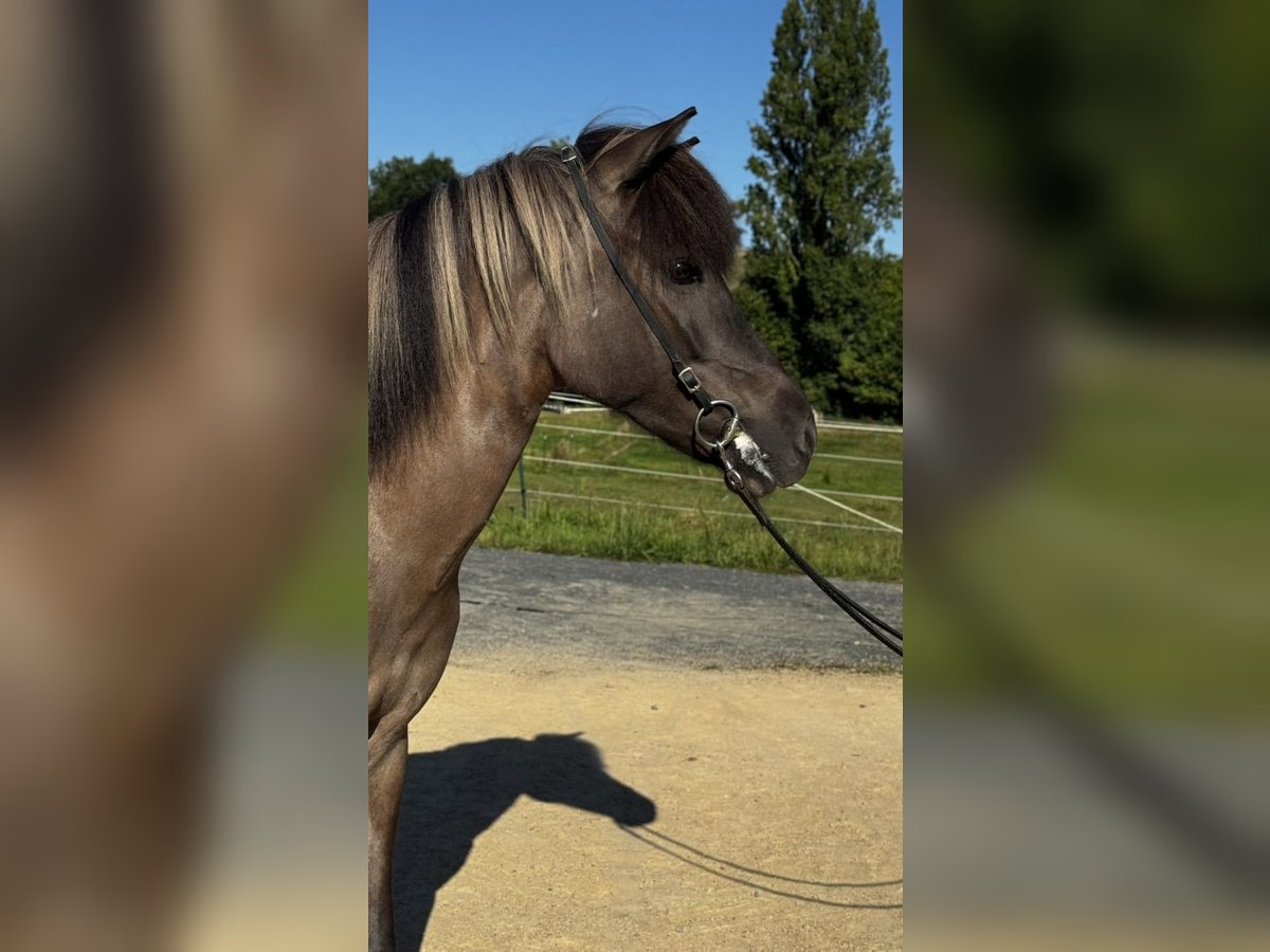 Icelandic Horse Mare 9 years Dun in K&#xF6;nigswinter