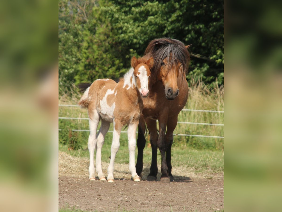 Icelandic Horse Mare  13,2 hh in Winterswijk Kotten