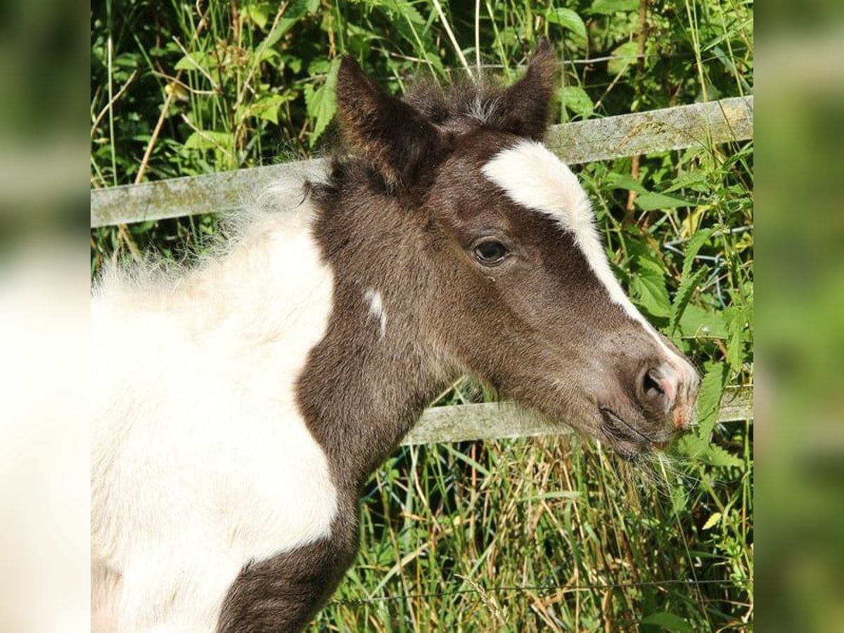Icelandic Horse Mare  13,2 hh Pinto in Saarland