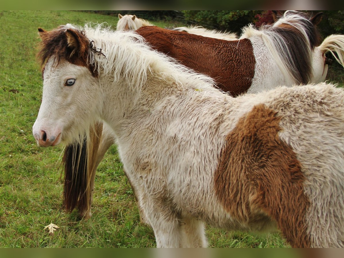 Icelandic Horse Mare Foal (05/2025) 13,2 hh Pinto in Saarland
