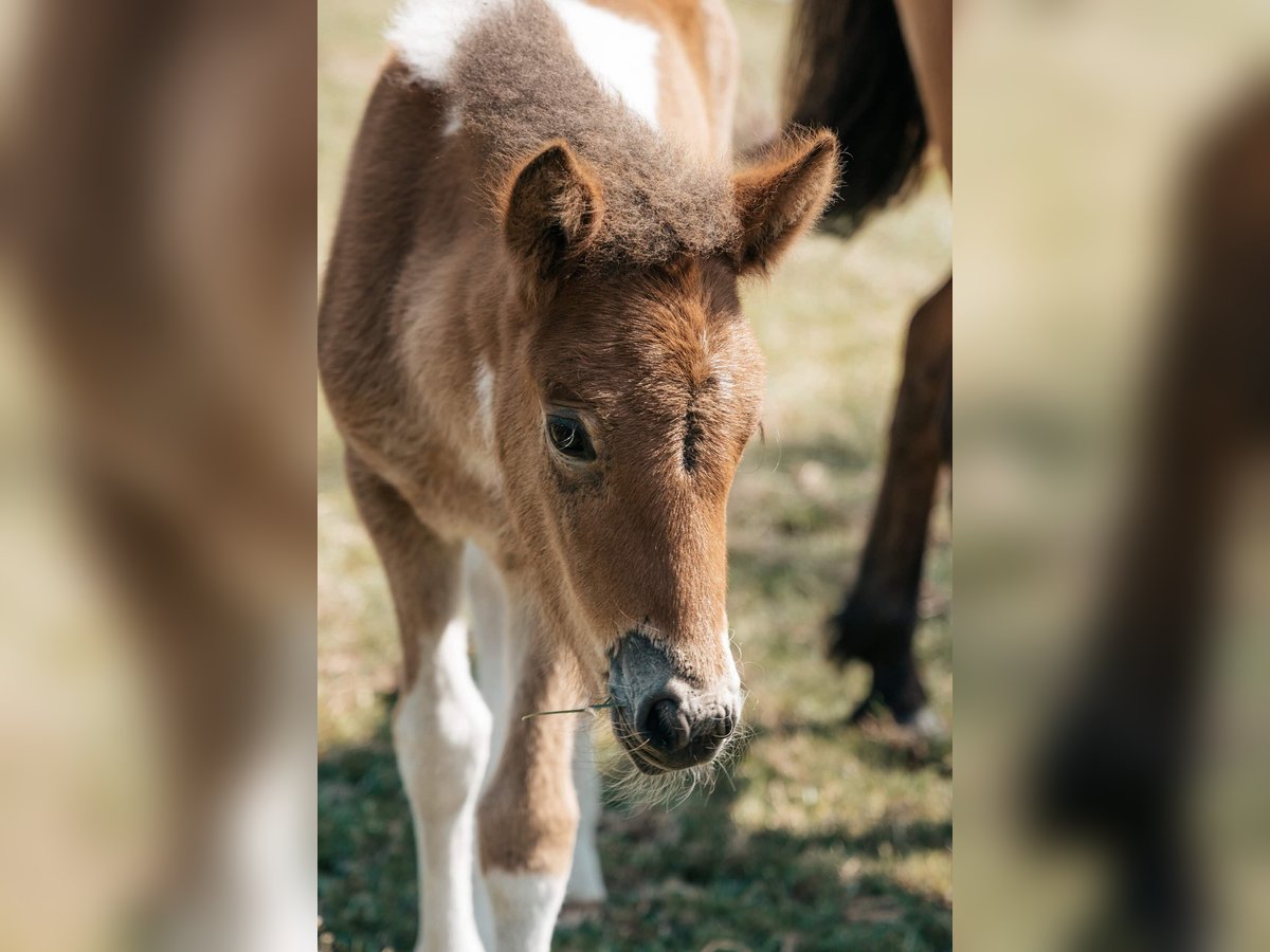 Icelandic Horse Mare Foal (05/2025) 13,3 hh Pinto in Lehmrade