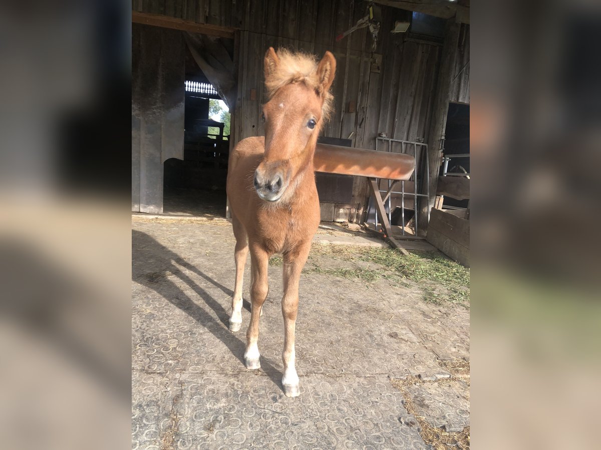 Icelandic Horse Mare Foal (06/2025) 14,1 hh Chestnut-Red in Diersbach Icelandic Horse Mare Foal (06/2025) 14,1 hh Chestnut-Red in Diersbach