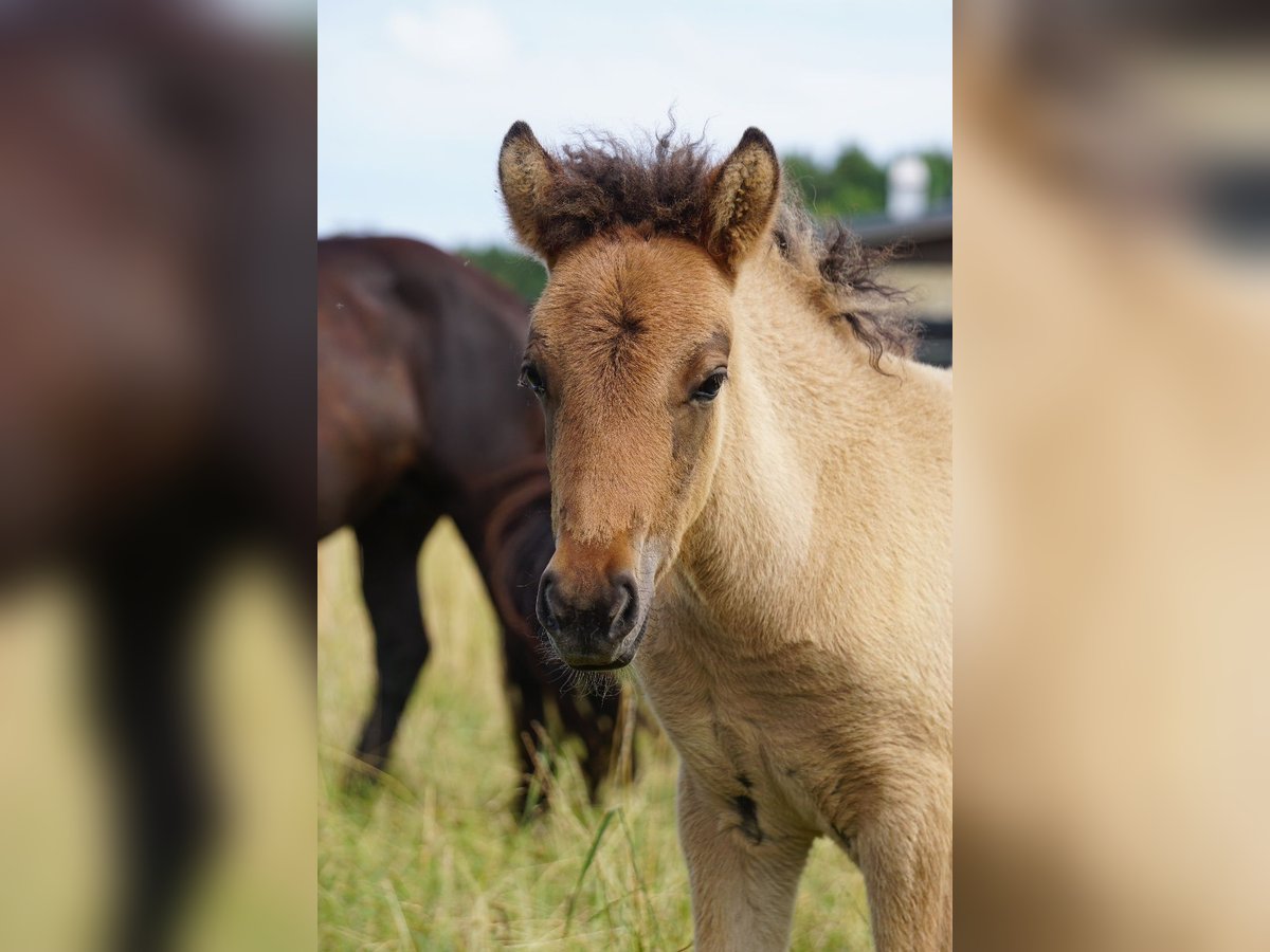 Icelandic Horse Mare Foal (06/2025) 14,1 hh Dun in Denklingen