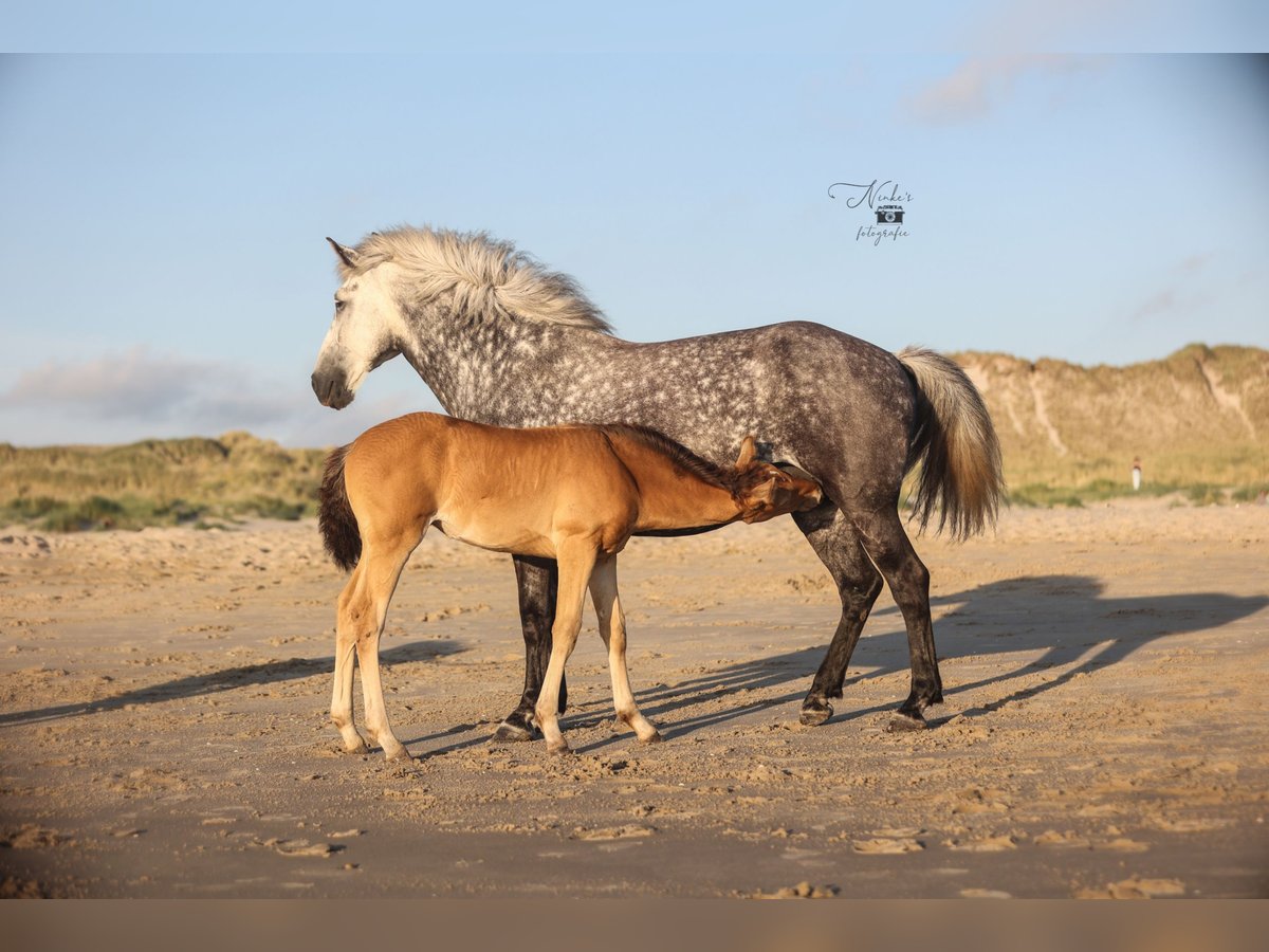 Icelandic Horse Mix Mare Foal (05/2025) 15,1 hh Champagne in Tuitjenhorn