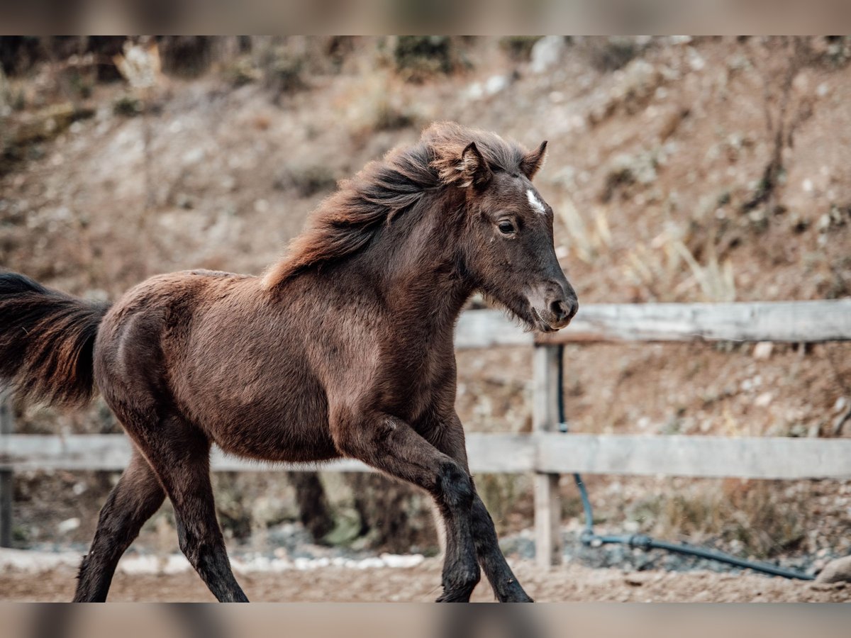 Icelandic Horse Mare Foal (04/2025) Black in Hochrindl Icelandic Horse Mare Foal (04/2025) Black in Hochrindl
