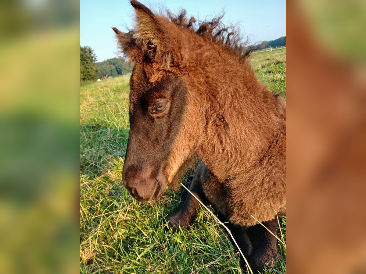 Icelandic Horse Mare Foal (06/2024) Brown in Lingen