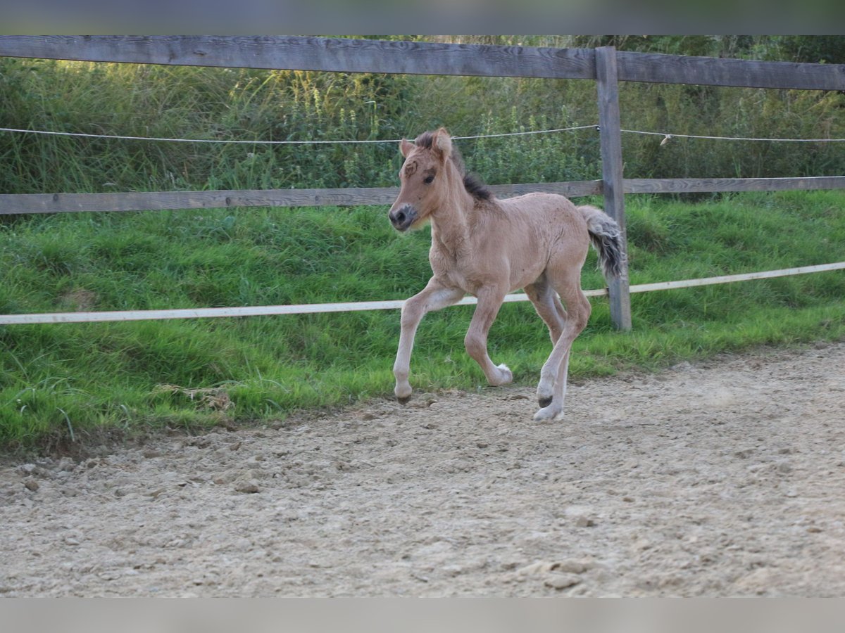 Icelandic Horse Mare Foal (07/2025) in Schwabmünchen Icelandic Horse Mare Foal (07/2025) in Schwabmünchen