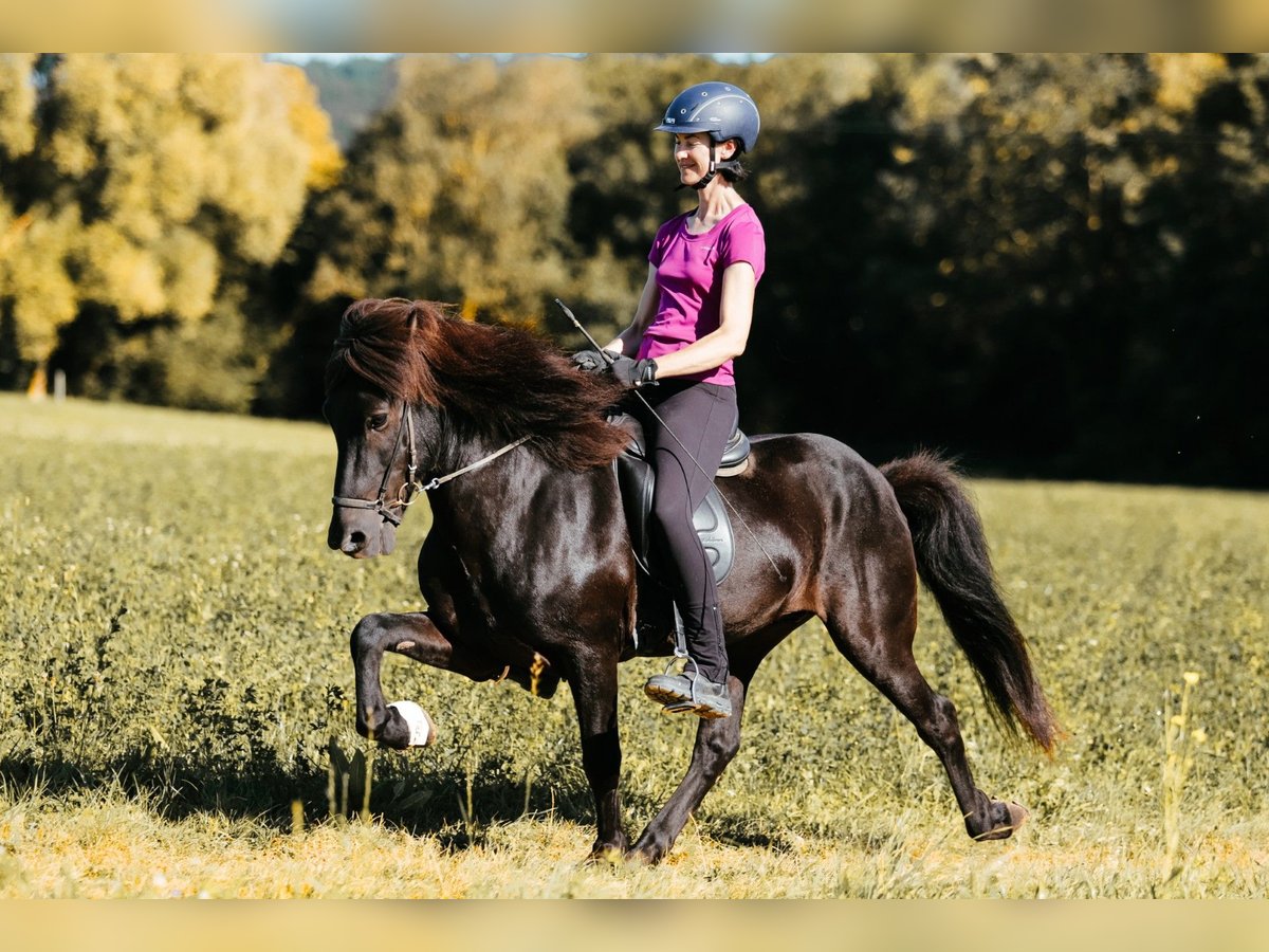 Icelandic Horse Stallion 10 years 14,1 hh Black in Taufkirchen an der Trattnach