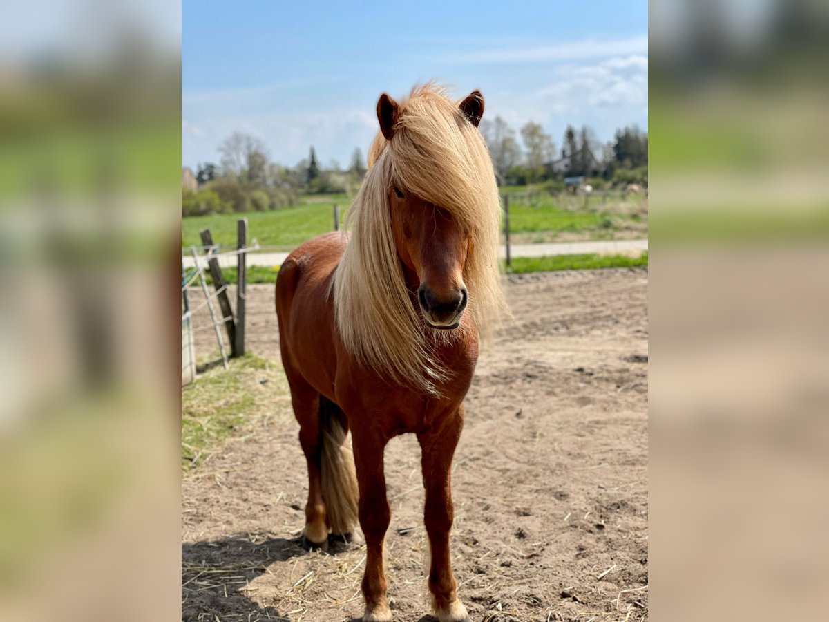 Icelandic Horse Stallion 11 years 13,1 hh Chestnut-Red in Lehre