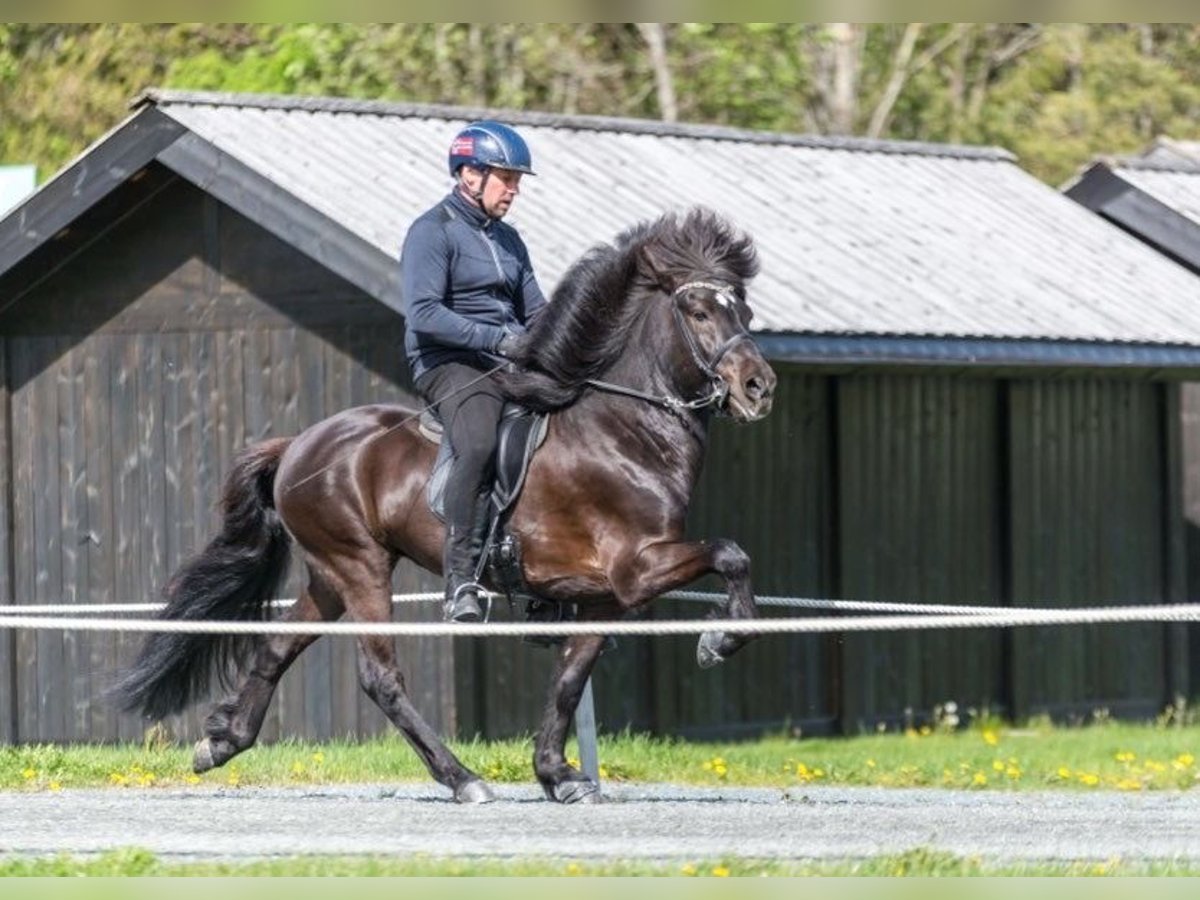 Icelandic Horse Stallion 12 years 13,2 hh Black in N&#xF8;tter&#xF8;y